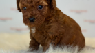 Muhteşem Toy Poodle ve Minyatüre  Yavrular